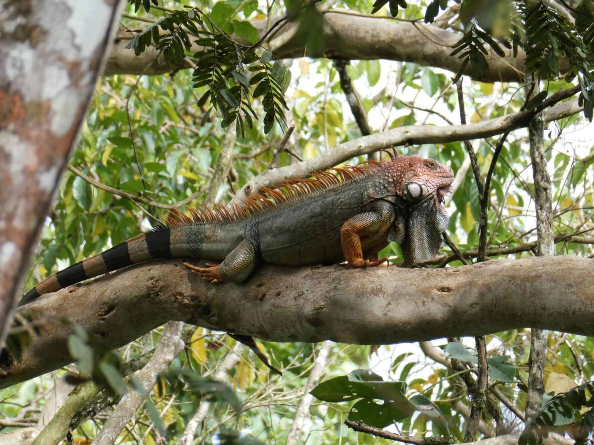 הוסטל San Francisco de Coyote Alouatta Playa Coyote מראה חיצוני תמונה