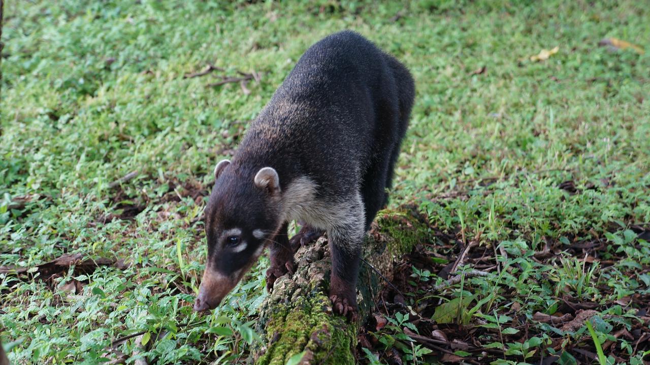 הוסטל San Francisco de Coyote Alouatta Playa Coyote מראה חיצוני תמונה